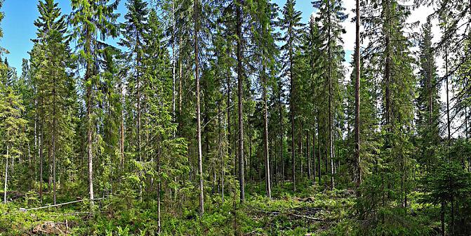 Ojitetun korpikuusikon erirakenteishakkuu Heinävedellä. Kuva: Markku Saarinen