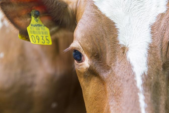 Kuvassa on ayshire-rotuinen nauta. 