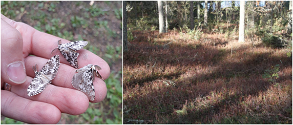 Kuvassa havununna ja sen aiheuttamia tuhoja