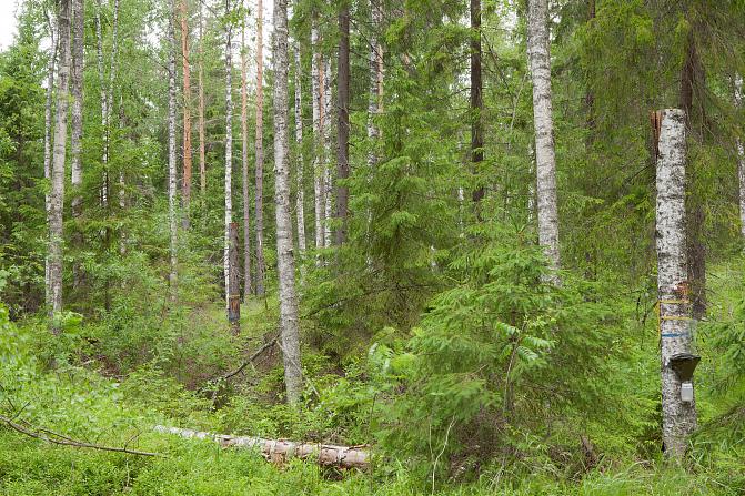 Kuvassa näkyy sekametsää