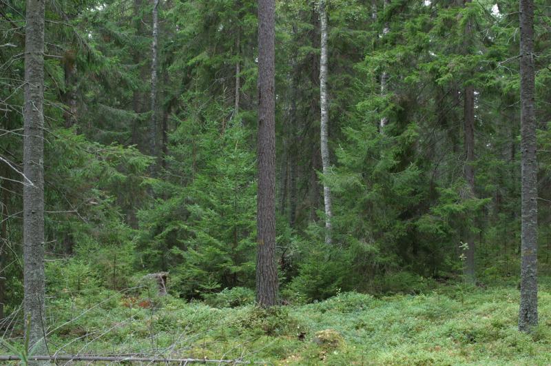 Kuva metsästä, jossa kasvaa kuusta ja mäntyä.