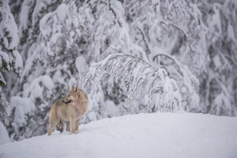 Susi seisoo lumisessa metsässä. Kuva: Seppo Ronkainen