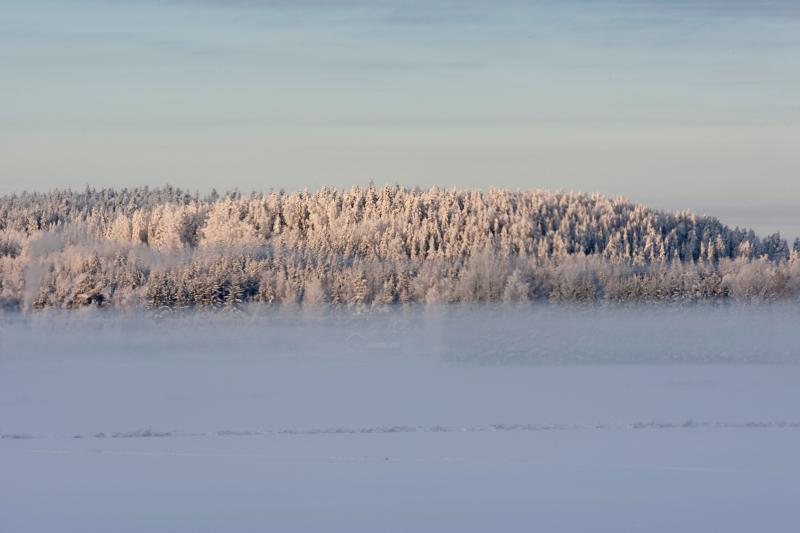 Kuvassa lumista peltoa ja metsää
