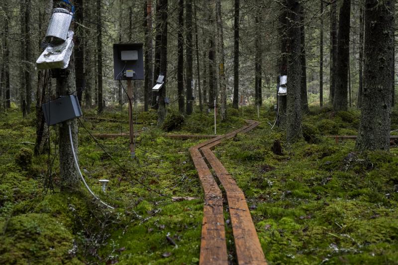 Ränskälänkorven tutkimusmetsässä näkyy pitkospuut ja puissa erilaisia mittauslaitteita.