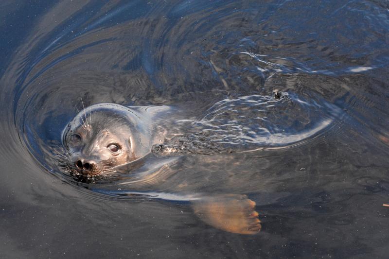 Saimaannorpan kuutti lähikuvassa