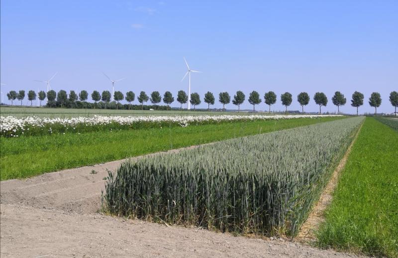 Wageningenin koepeltoja, joilla kasvaa mm. talvivehnää ja sokerijuurikasta ilman kemiallisia torjunta-aineita.