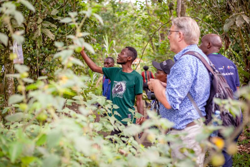 Kuvassa ollaan HealthyFoodAfrica-hankkeen ugandalaisella tilalla ja mies kurkottelee puussa roikkuvaa hedelmää kohti.