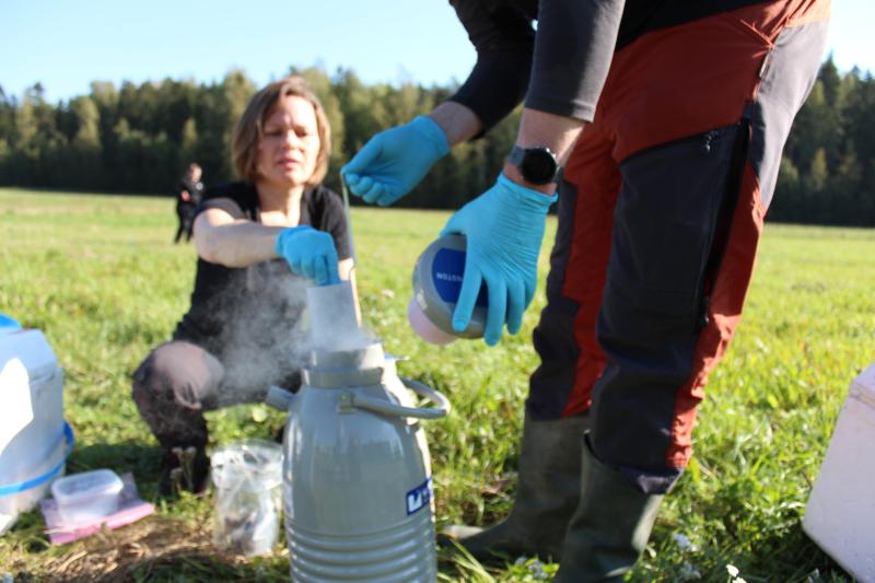 Maaperänäyte pienessä pussissa jäädytetään nestemäiseen typpeen. Typpisäiliöstä nousee höyryä.