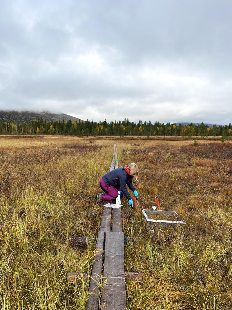 Jenni Hultman ottaa maaperänäytteitä Pallaksen suolla pitkospuiden päällä polvillaan.