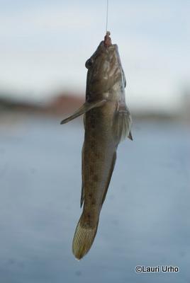 Mustatäplätokko mato-ongessa