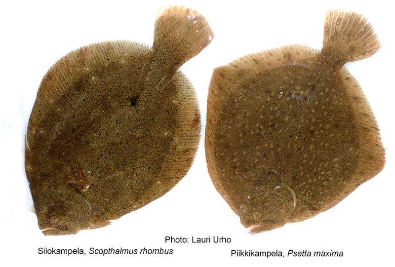 Piikkikampela ja silokampela