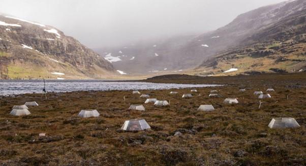 small greenhouses on a fjell simulate climate warming in northern Sweden