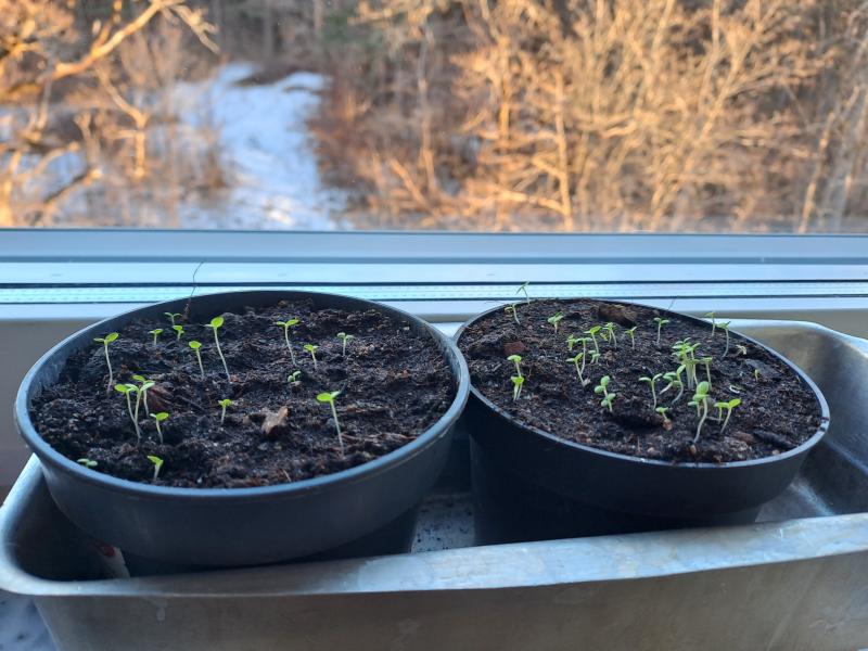 sisäviljely: multaa ja pieniä kasvin alkuja ruukussa ikkunalaudalla