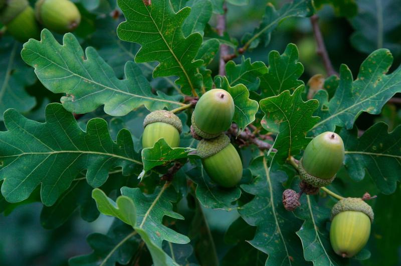Tammenterhoja ja lehtiä lähikuvassa