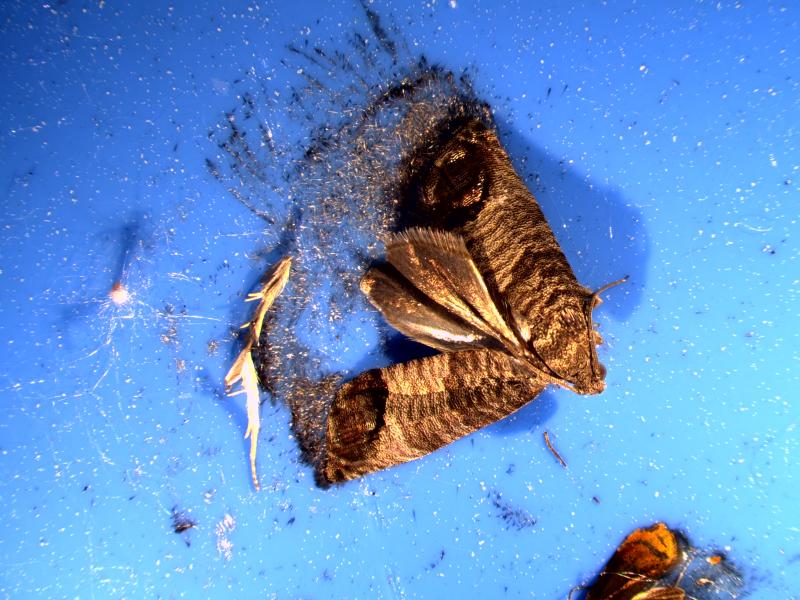 Aikuinen omenakääriäinen, joka on siipiväliltään 1,4-2 sentin kokoinen yleisväritykseltään tuhkanharmaa pikkuperhonen, sinisessä liima-ansassa.