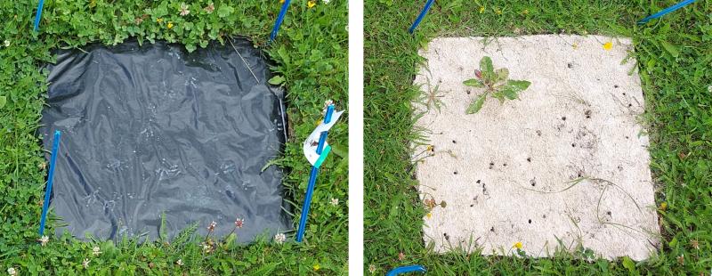 Vasemmalla neliönmuotinen ala peitetty muovisella puutarhakatteella ja oikealla samankokoinen ala peitetty nestemäisellä katteella.
