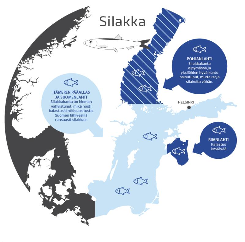 Riianlahden silakkakanta on hyvässä tilassa. Itämeren pääaltaalla ja Suomenlahdella kanta on hieman vahvistunut. Pohjanlahden silakkakannan tilanne arvioidaan syyskuussa.