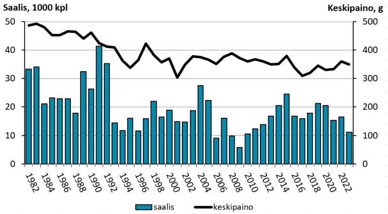 Kesällä Tornionjoen Kukkolankoskelta lipolla pyydettyjen siikojen määrä ja keskipaino vuodesta 1982 alkaen siiankalastusyhtymän kirjanpidon mukaan