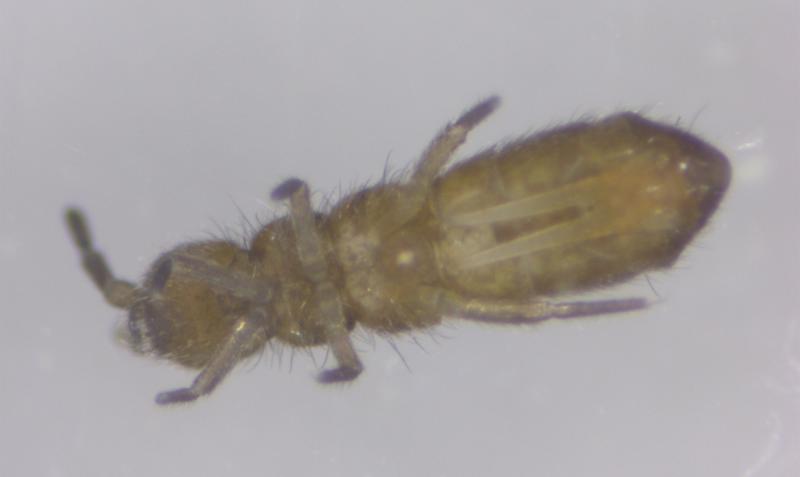 Hyppyhäntäinen mikroskooppikuvassa altapäin, jolloin 2-haarainen hyppyhanko on näkyvissä