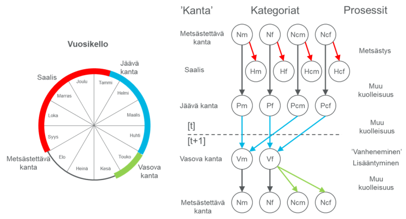 Kanta-arviossa mallinnetaan erikseen aikuisten urosten ja naaraiden sekä  uros- ja naarasvasojen lukumääriä vuoden kierrossa ja vuodesta toiseen. 
