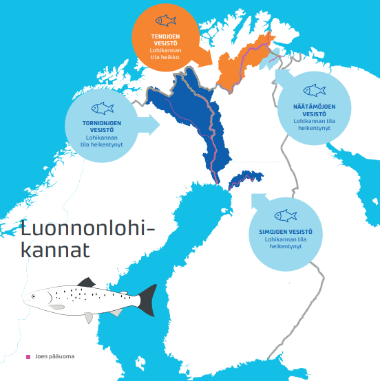 Tornionjoessa ja Simojoessa heikentynyt, Tenojoessa heikko ja Näätämöjoessa heikentynyt tila