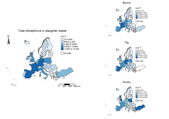 Phosphorus in slaughter waste in EU.