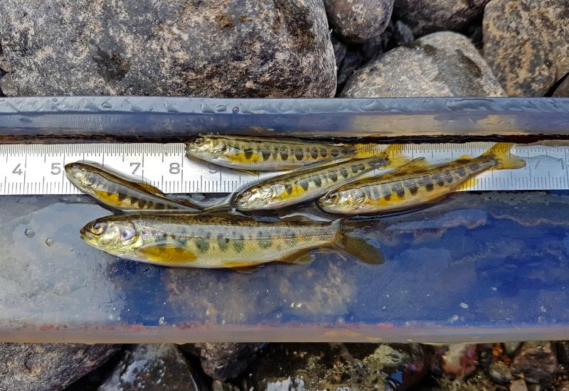 Lohen jokipoikasia Tornionjoella