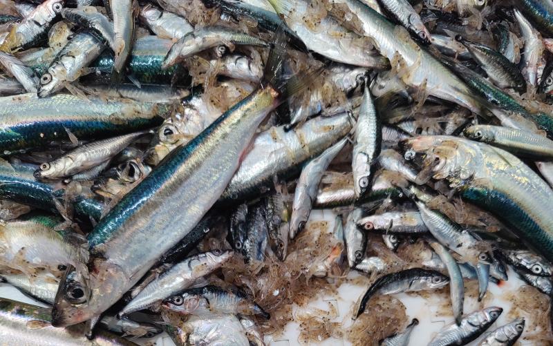 Silakoita ja massiaisia paljun pohjalla