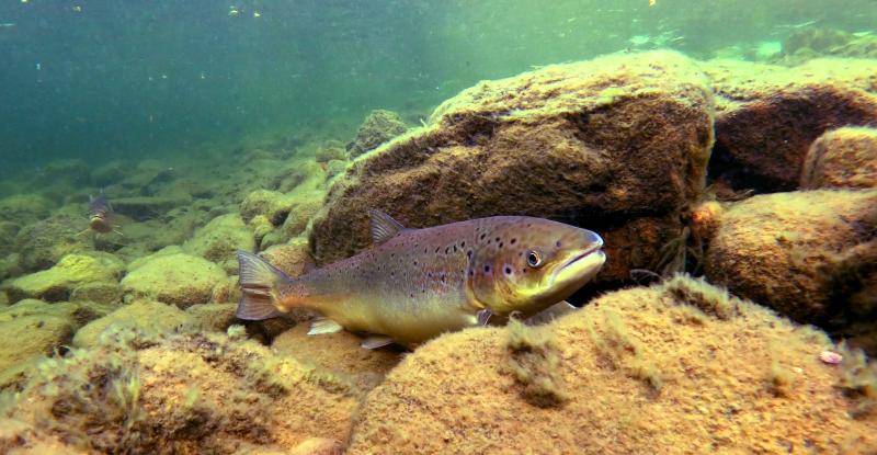 Naaraslohi ui Teno-joessa