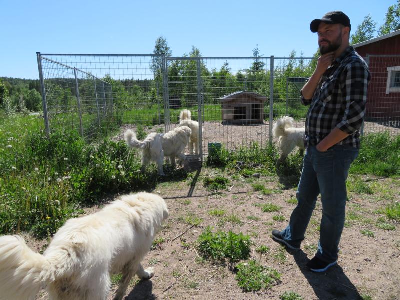 Laumanvartijakoirat eivät välitä vieraista ihmisistä, kuten Pekka Uuksulaisesta pihallaan, jos niiden emäntä Petra Frondelius on läsnä.