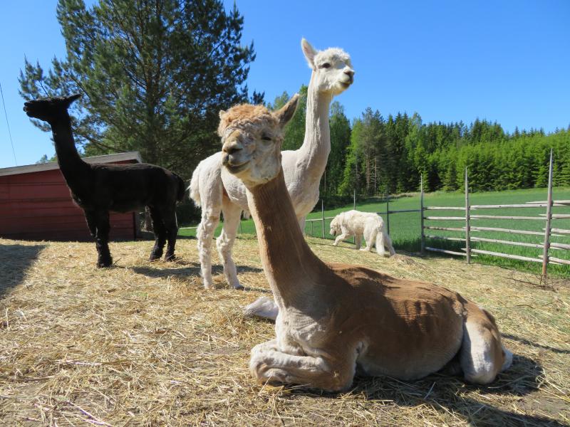 Petra Frondeliuksen tilalla asustaa lampaiden lisäksi myös alpakoita, jotka ovat tottuneet isojen koirien vierailuihin tarhassaan.