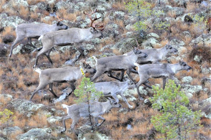 Metsäpeuroja laumana syksyisessä luonnossa