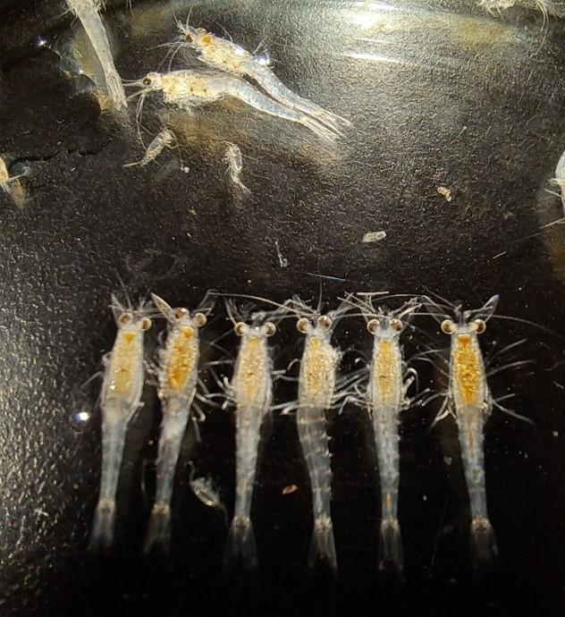 Mikroskooppikuva massiaisista ja hankajalkaisäyriäisistä