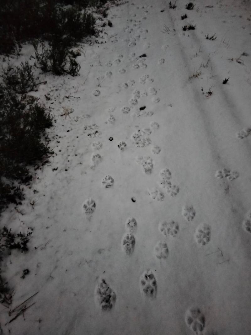 Vargspår i snön.