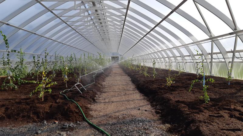 Haapastensyrjä kasvutunneli