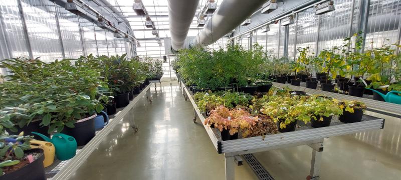 Haapasensyrjä kasvihuone