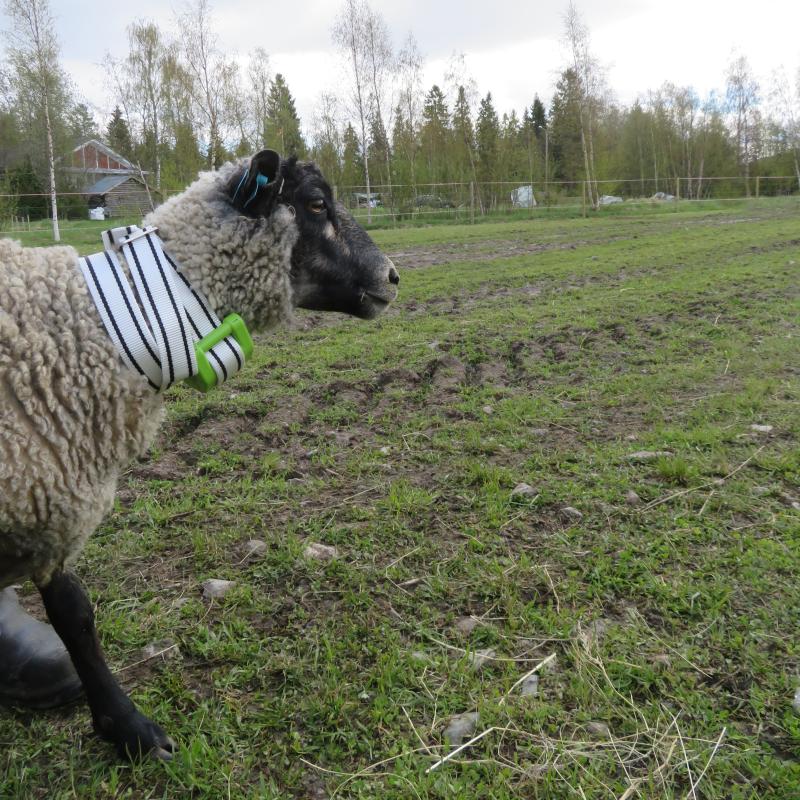 Lammas, jolla on paikannuspanta.