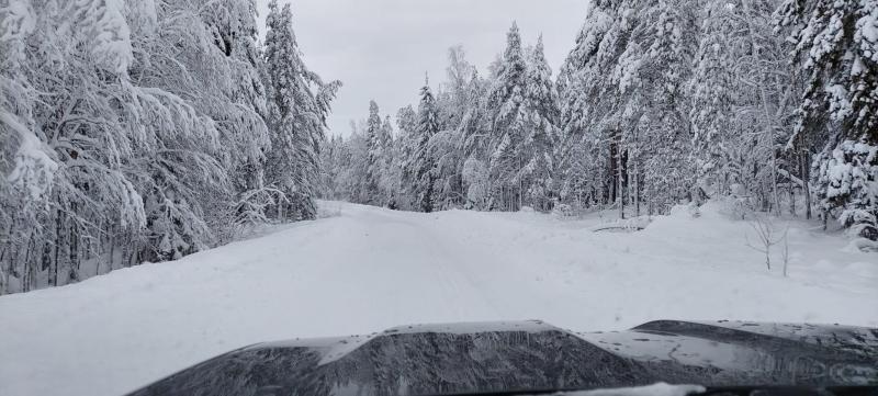  A view from a car to a snowy road lined with trees.