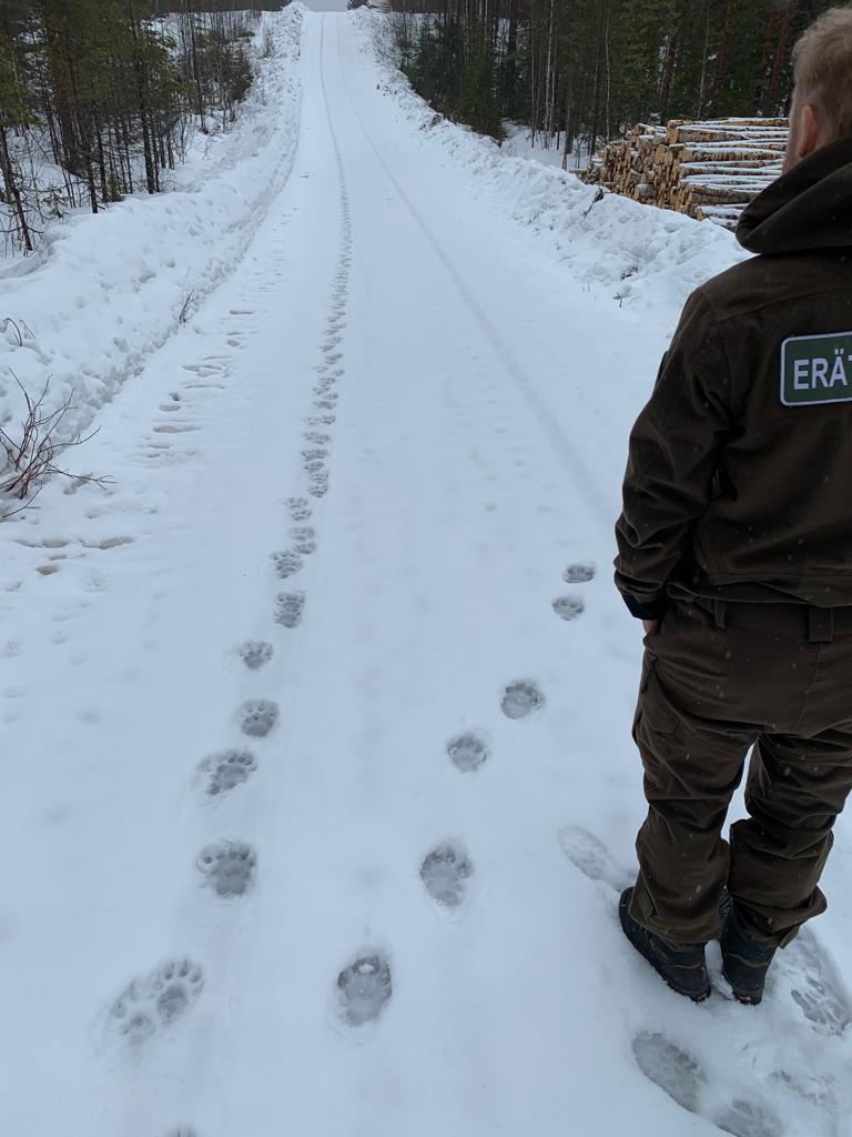 A wildlife warden standing on a snowy forest road with animal tracks.
