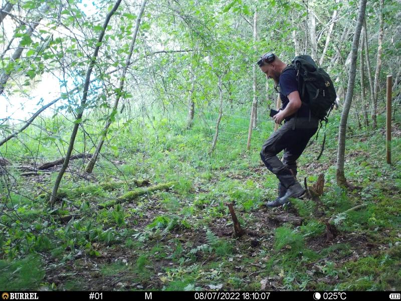 En viltkamerabild där VargLIFE-planerare Mikko Jokinen går på en skogsgärde.