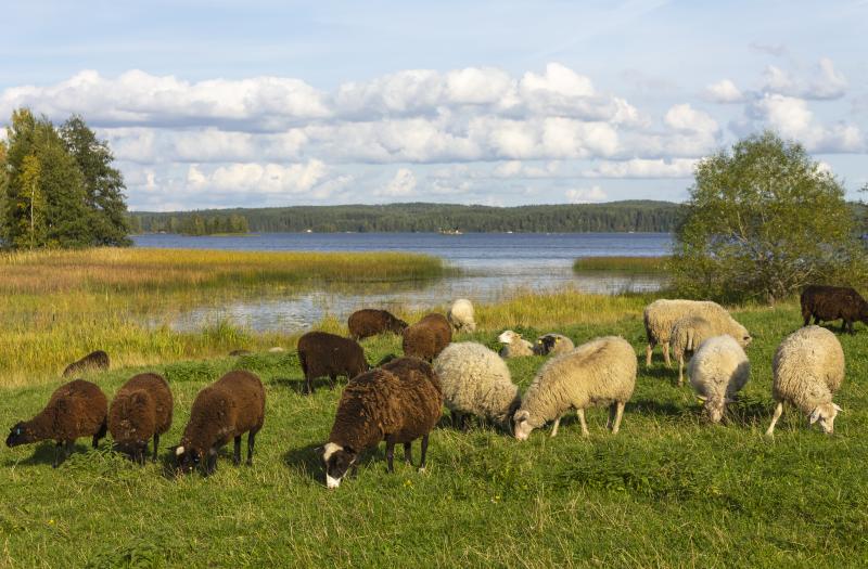  Får på en somrig äng.