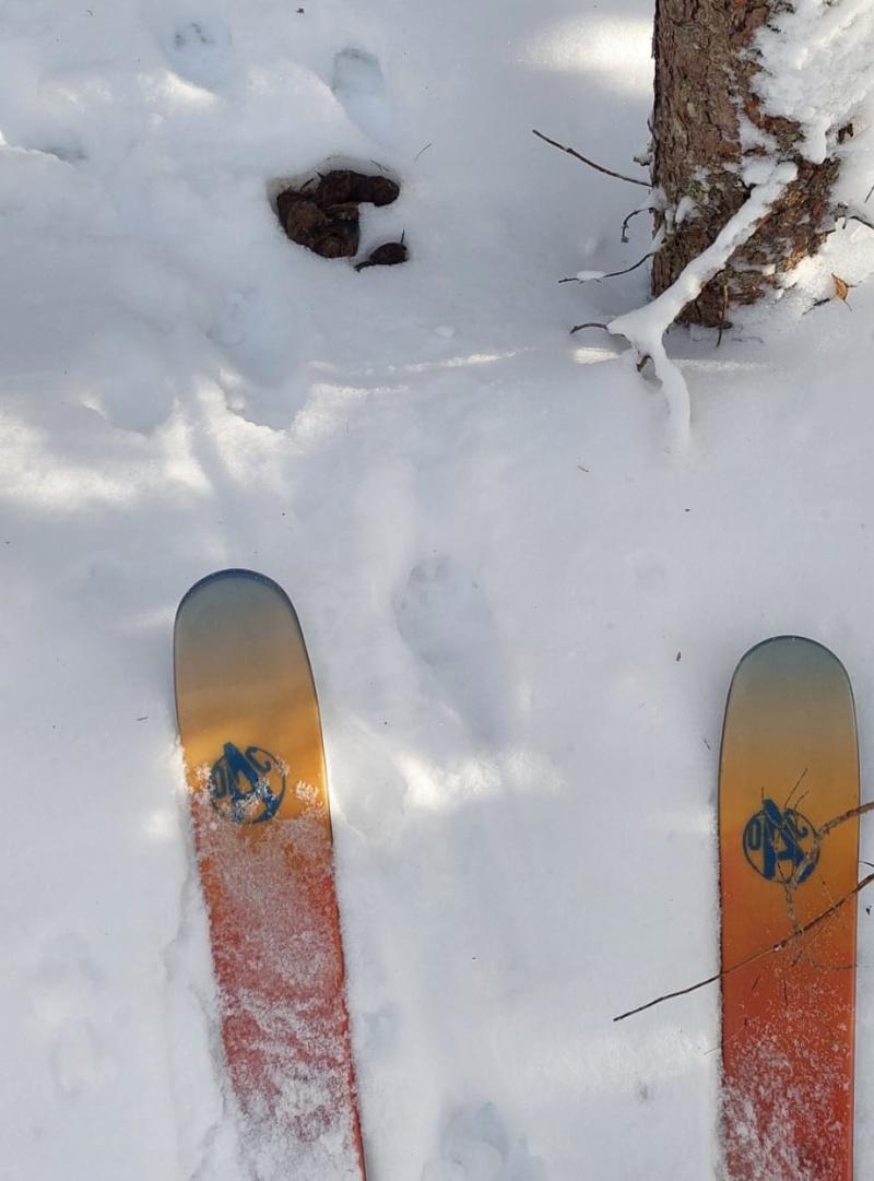 Ski tips, animal tracks, and droppings in the snow.