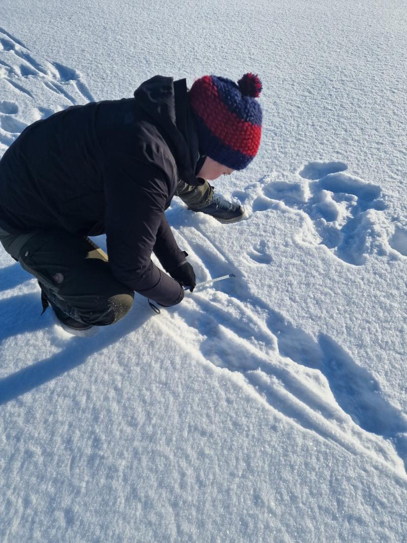 Loes is examining wolf tracks in the snow.