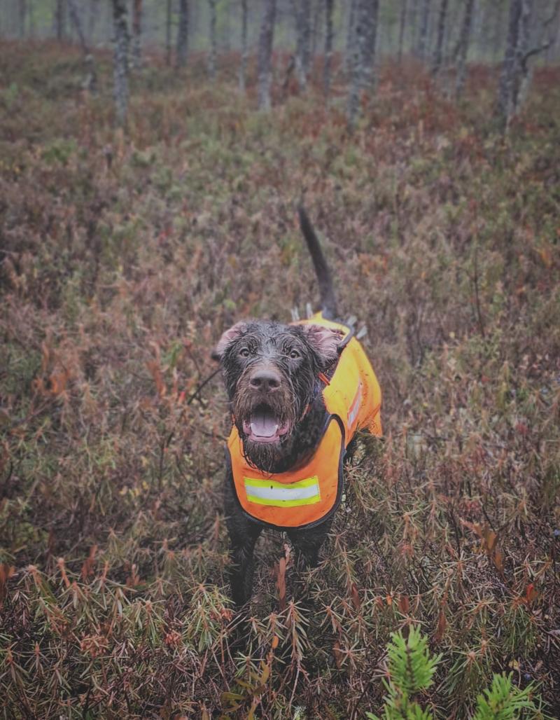 Metsästyskoira susisuojaliivi päällään.