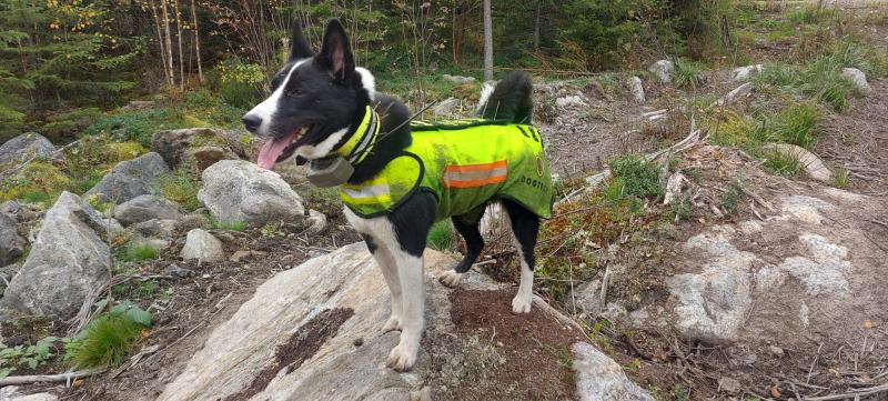 Metsästyskoira metsässä susisuojaliivi päällään.