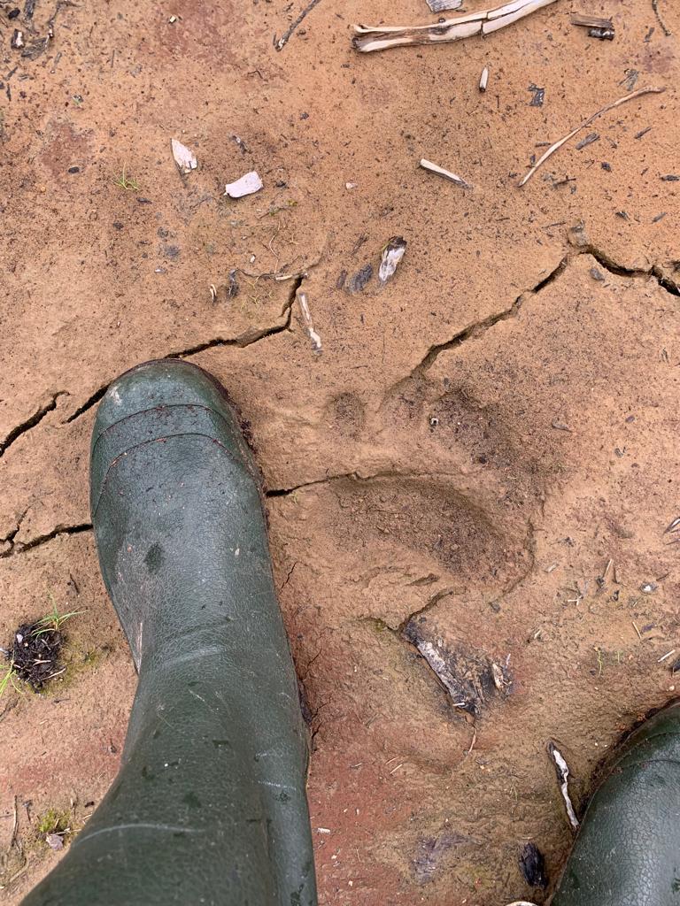 A boot and a bear track.