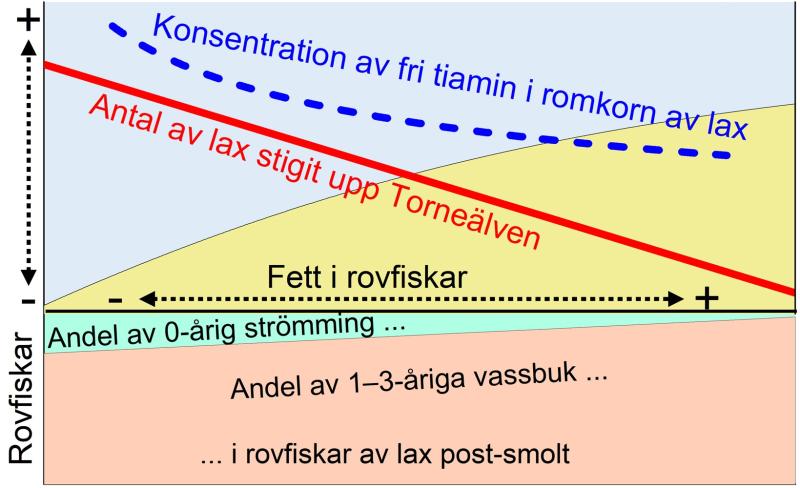 För mycket fet mat och brist på tiamin försvagar laxens överlevnad.
