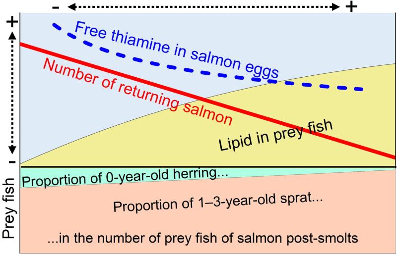 Too much fatty food and lack of thiamine weaken the survival of salmon.
