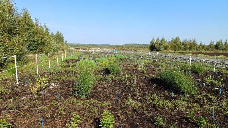 Kasveja aidatussa kenttäkokeessa entisellä turpeennostoalueella.