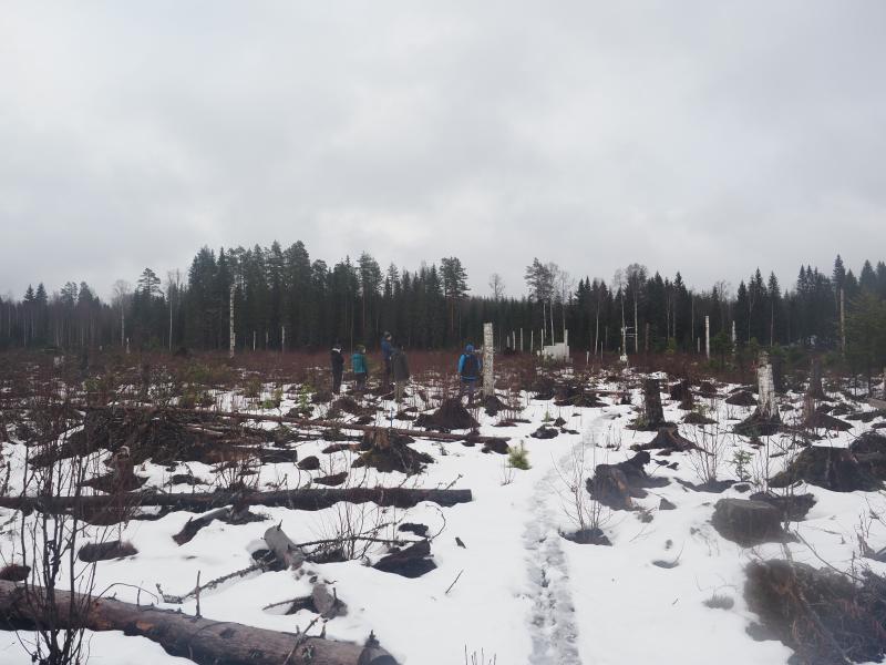 IKEA and Luke researchers in a forest